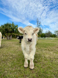 Farm Tour